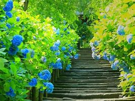 紫陽花画像